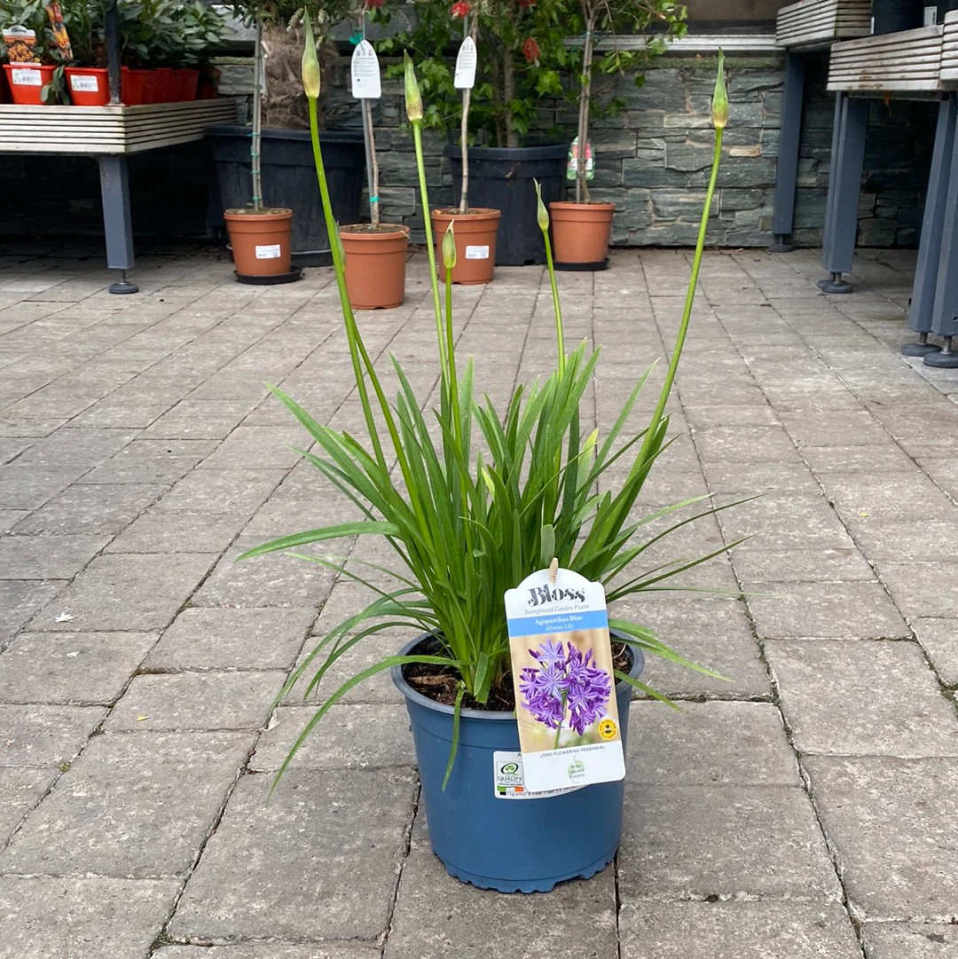 African Lily Agapanthus Lapis Lazuli (3Ltr Pot) - Image 2