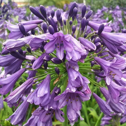 African Lily Agapanthus Poppin Purple (2Ltr Pot) - Image 2
