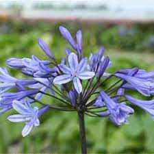 African Lily (Agapanthus Sunfield)