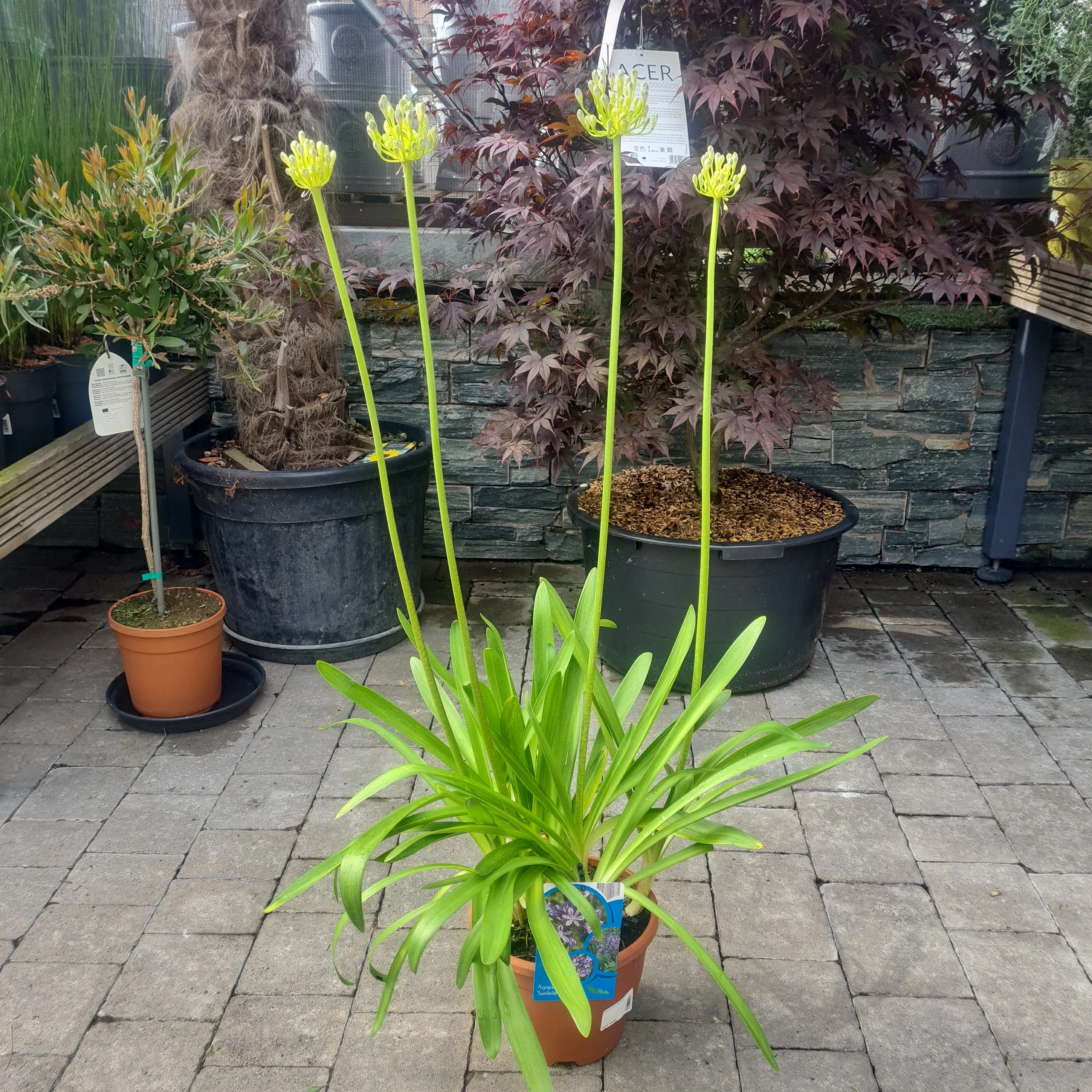 African Lily (Agapanthus Sunfield) - Image 2