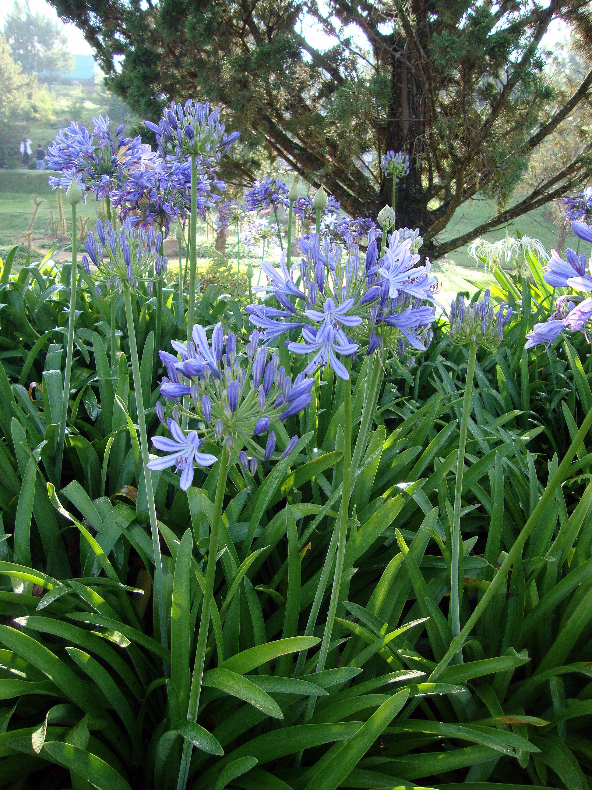 Agapanthus a. Blue