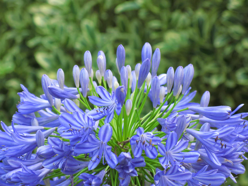 Agapanthus a. Blue - Image 2