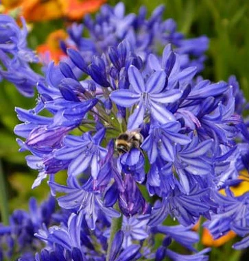 Agapanthus africanus