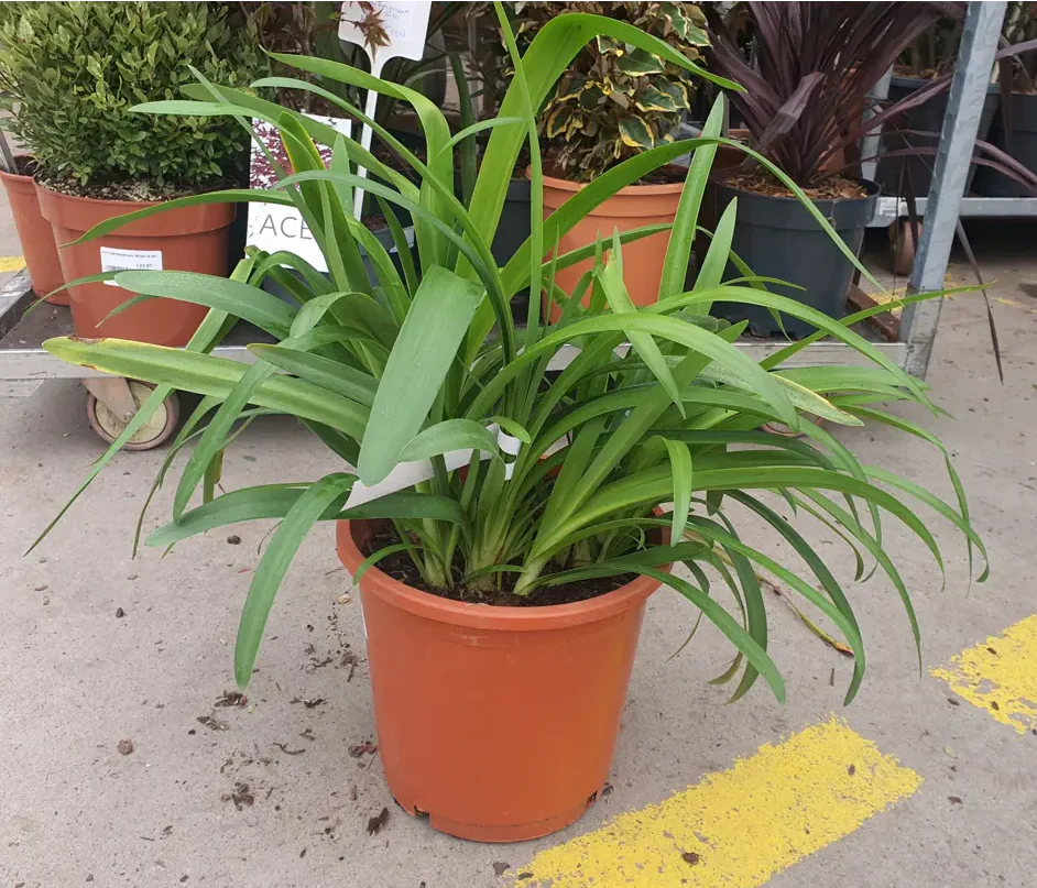 AGAPANTHUS africanus 1L T - Image 2