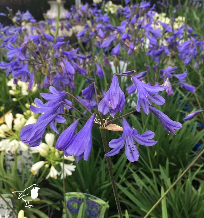 AGAPANTHUS AFRICANUS BLUE - Image 2