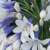 Agapanthus africanus Twister - Image 2