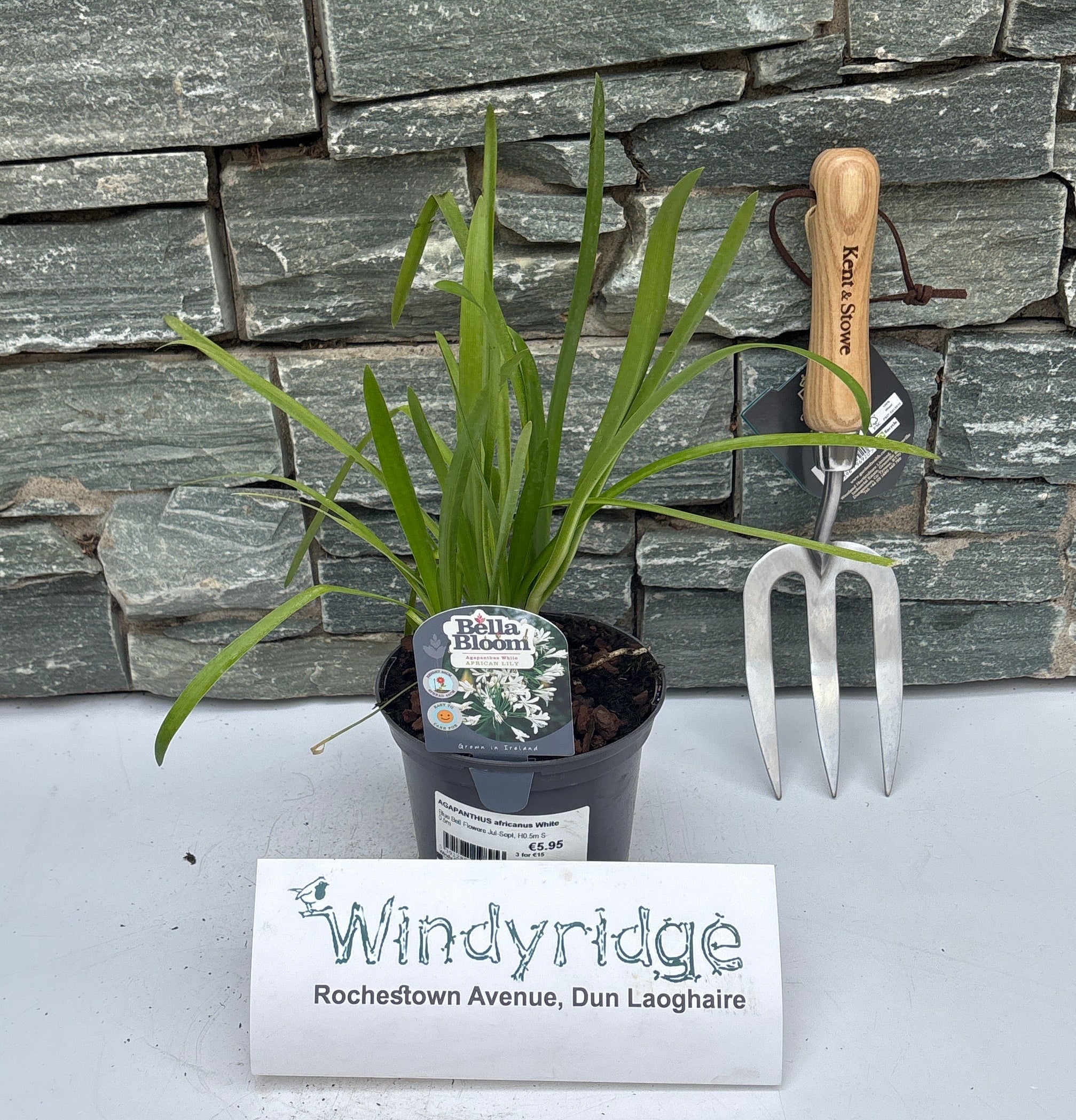 AGAPANTHUS africanus White