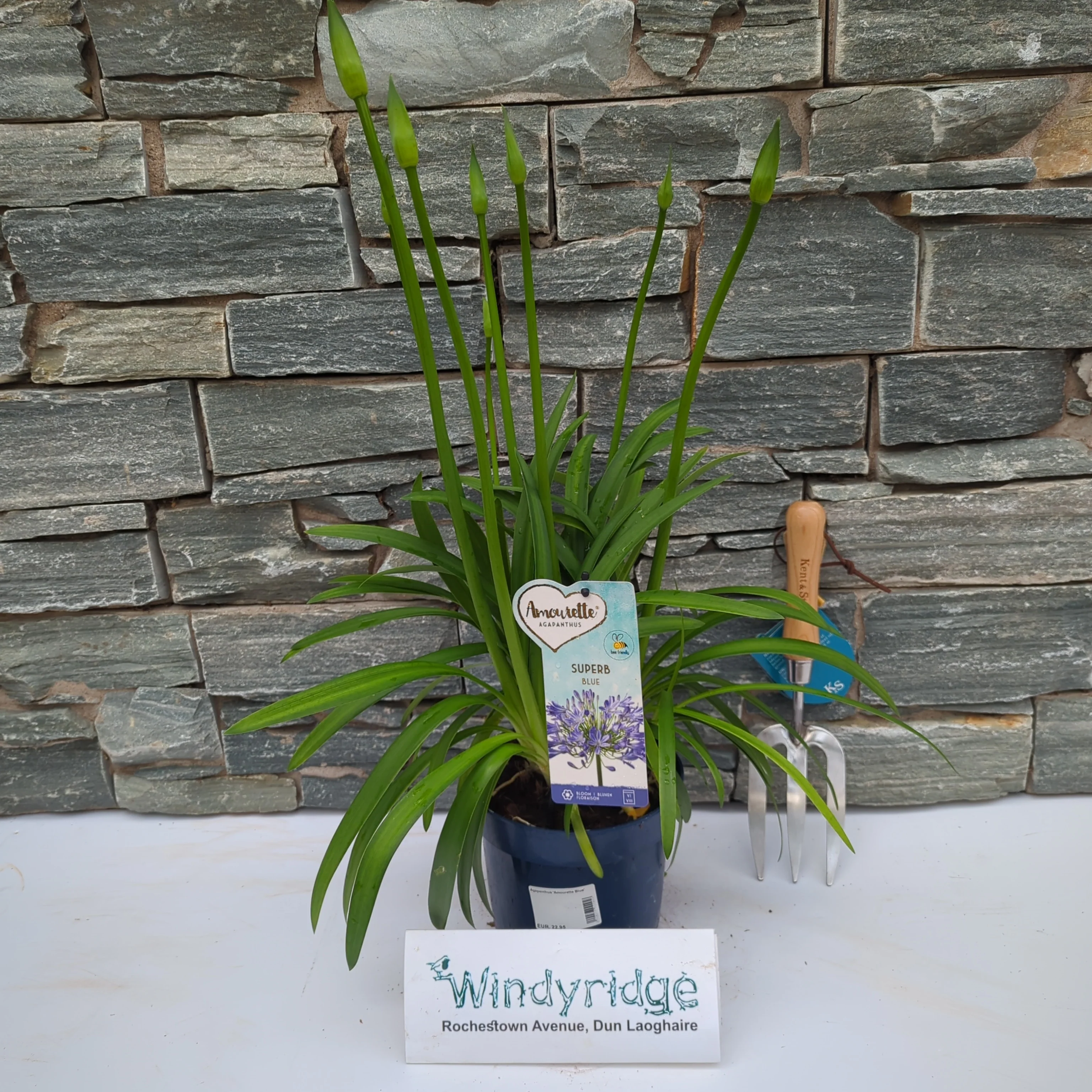Agapanthus Amourette Blue - Image 2