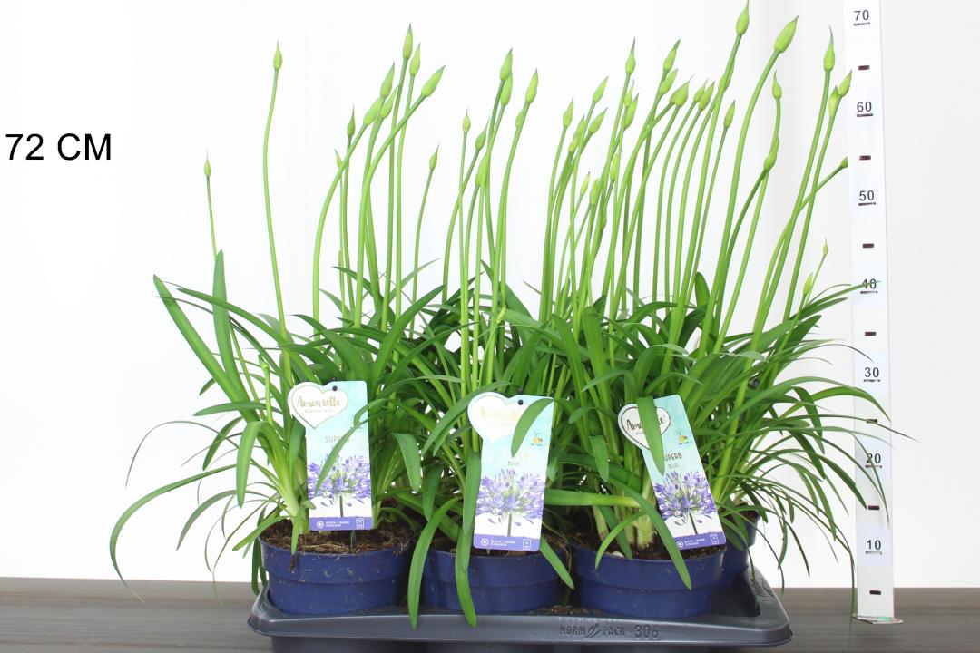 Agapanthus Amourette Blue - Image 3