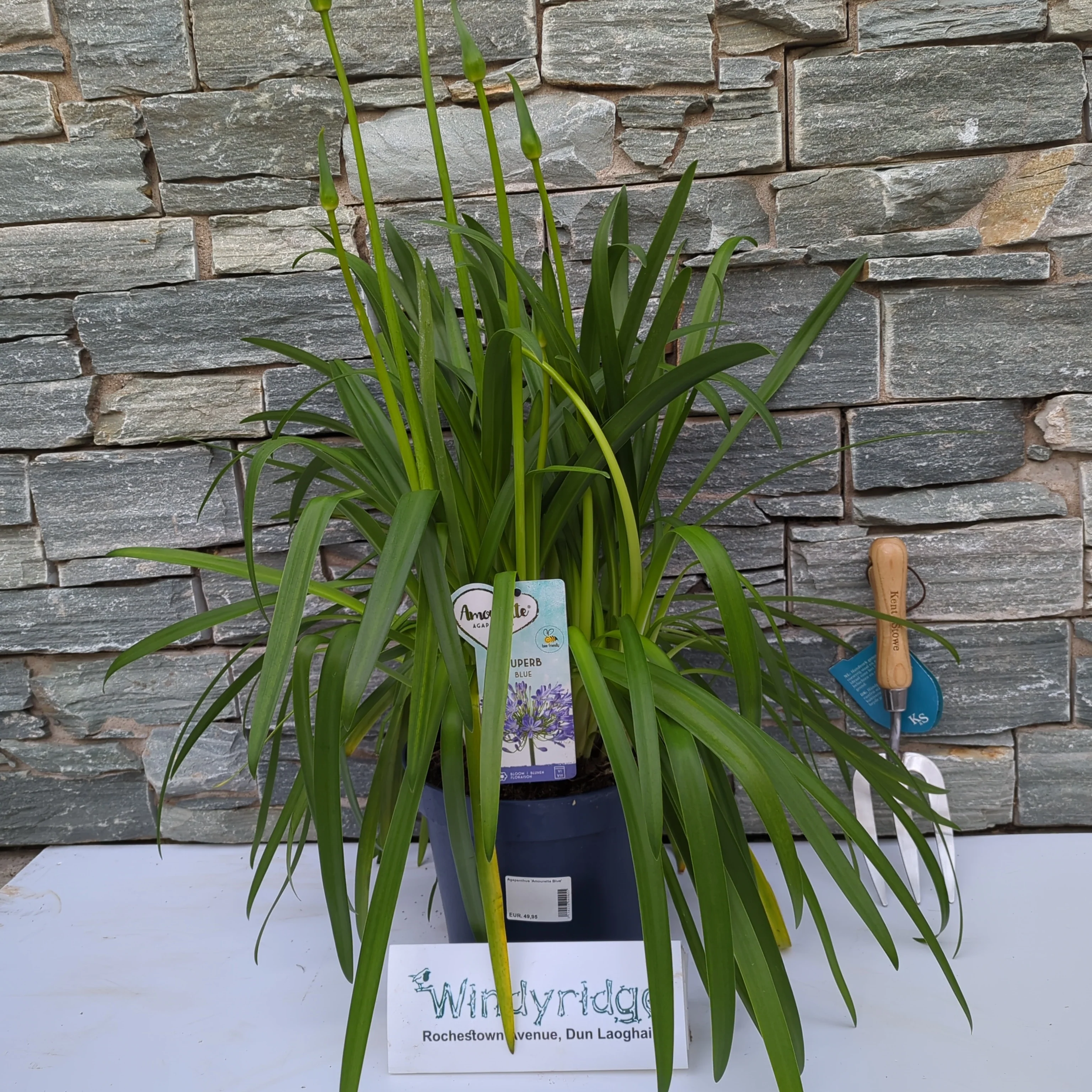 Agapanthus Amourette Blue - Image 2