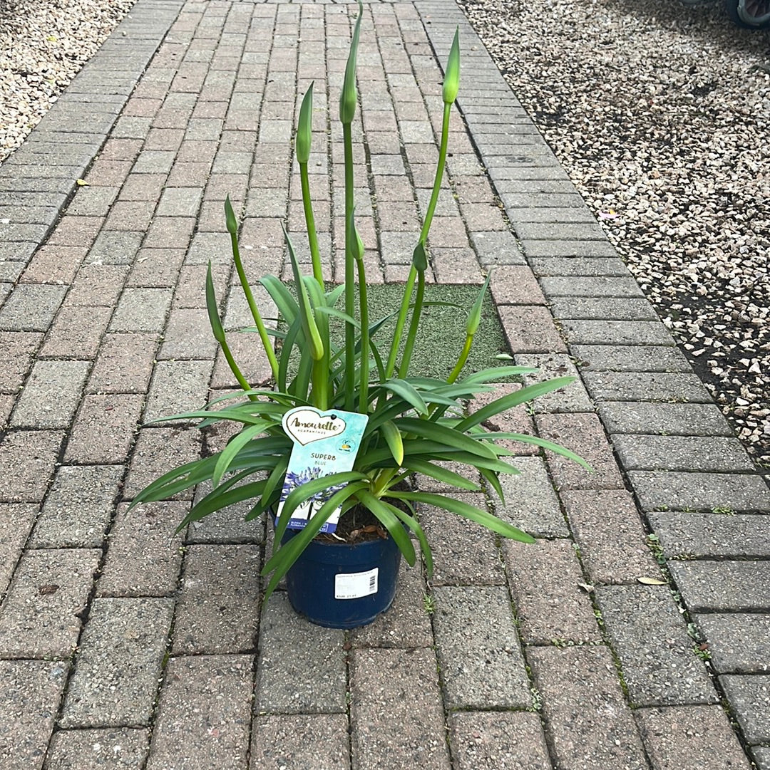 Agapanthus Amourette Blue - Image 2