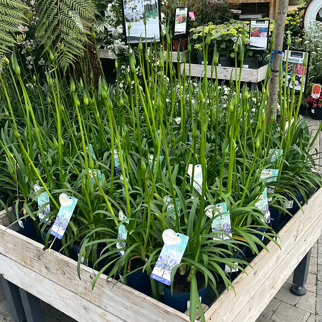 Agapanthus Amourette Blue - Image 3