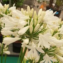 Agapanthus Amourette White - Image 2