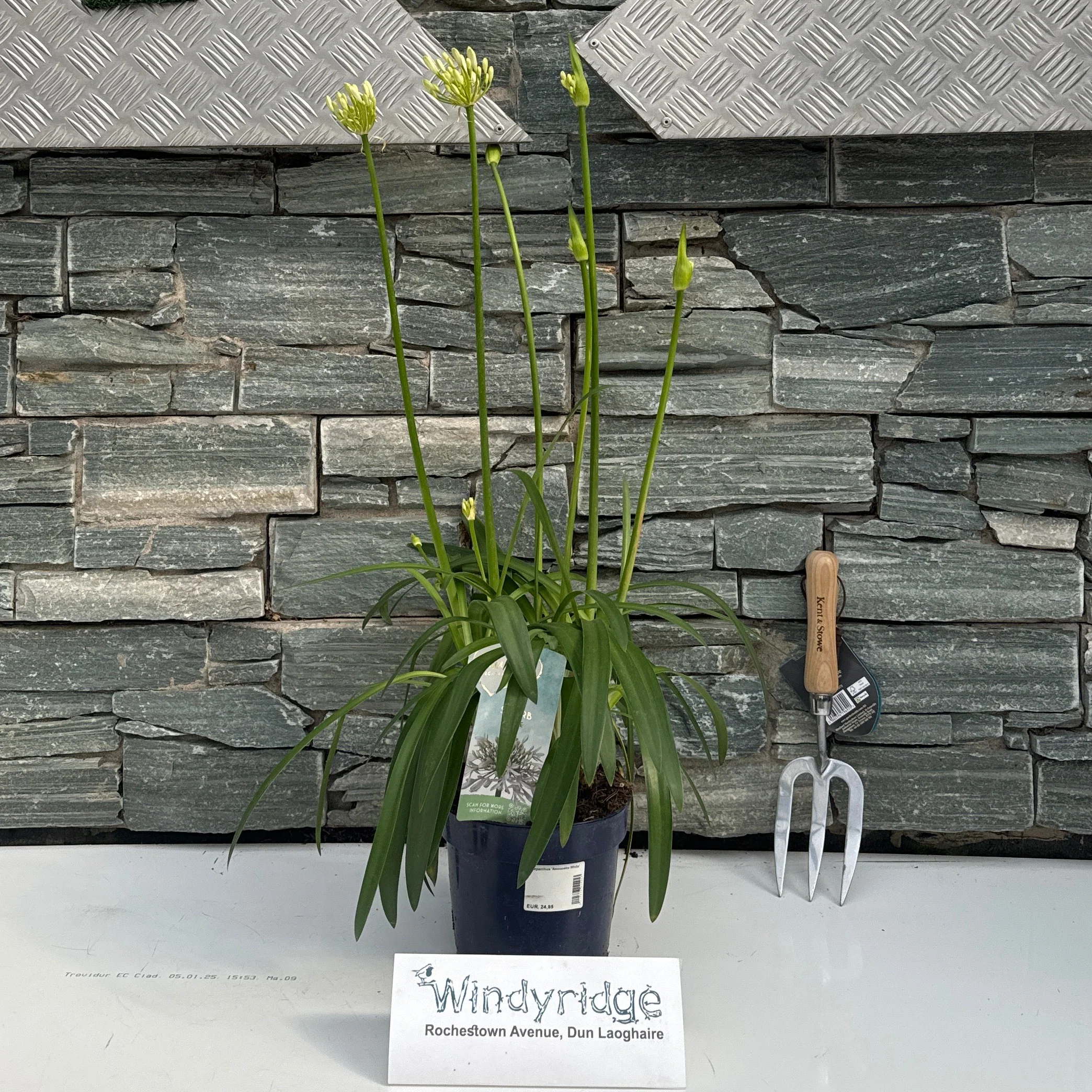 Agapanthus 'Amourette White' 40-60 cm.