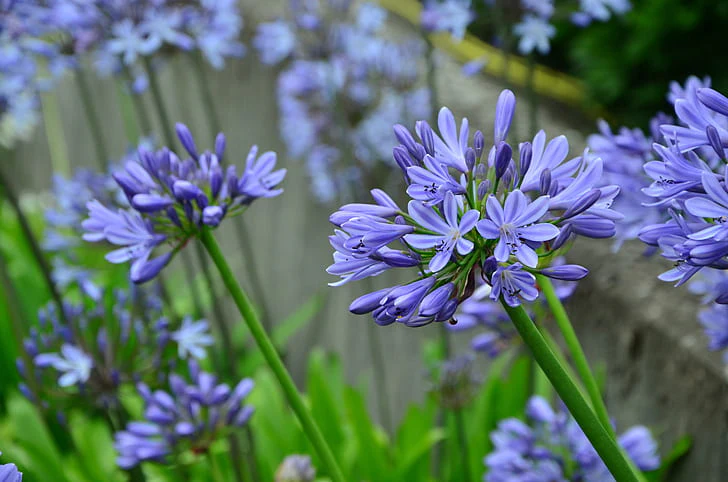 Agapanthus Blue Cloud - Image 3