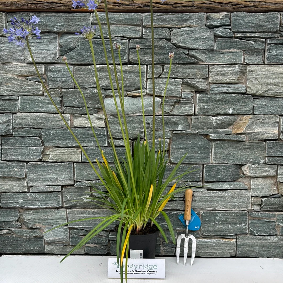Agapanthus Blue Cloud - Image 4