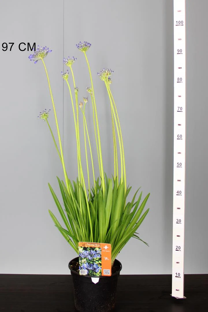 Agapanthus Blue Cloud - Image 5