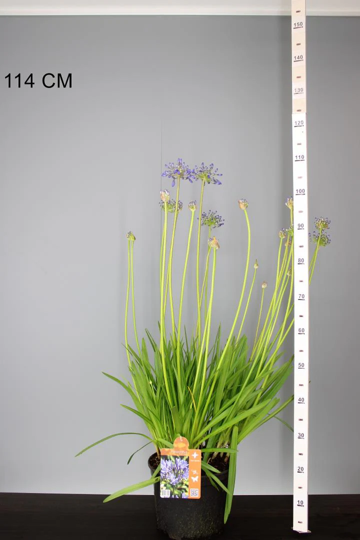 Agapanthus Blue Cloud - Image 5