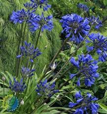 Agapanthus Brilliant Blue  3 Ltr pot