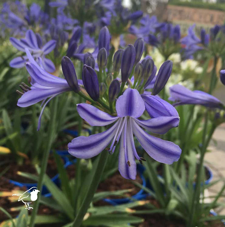AGAPANTHUS  Charlotte - Image 3