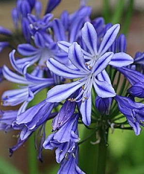 Agapanthus Charlotte - Image 3