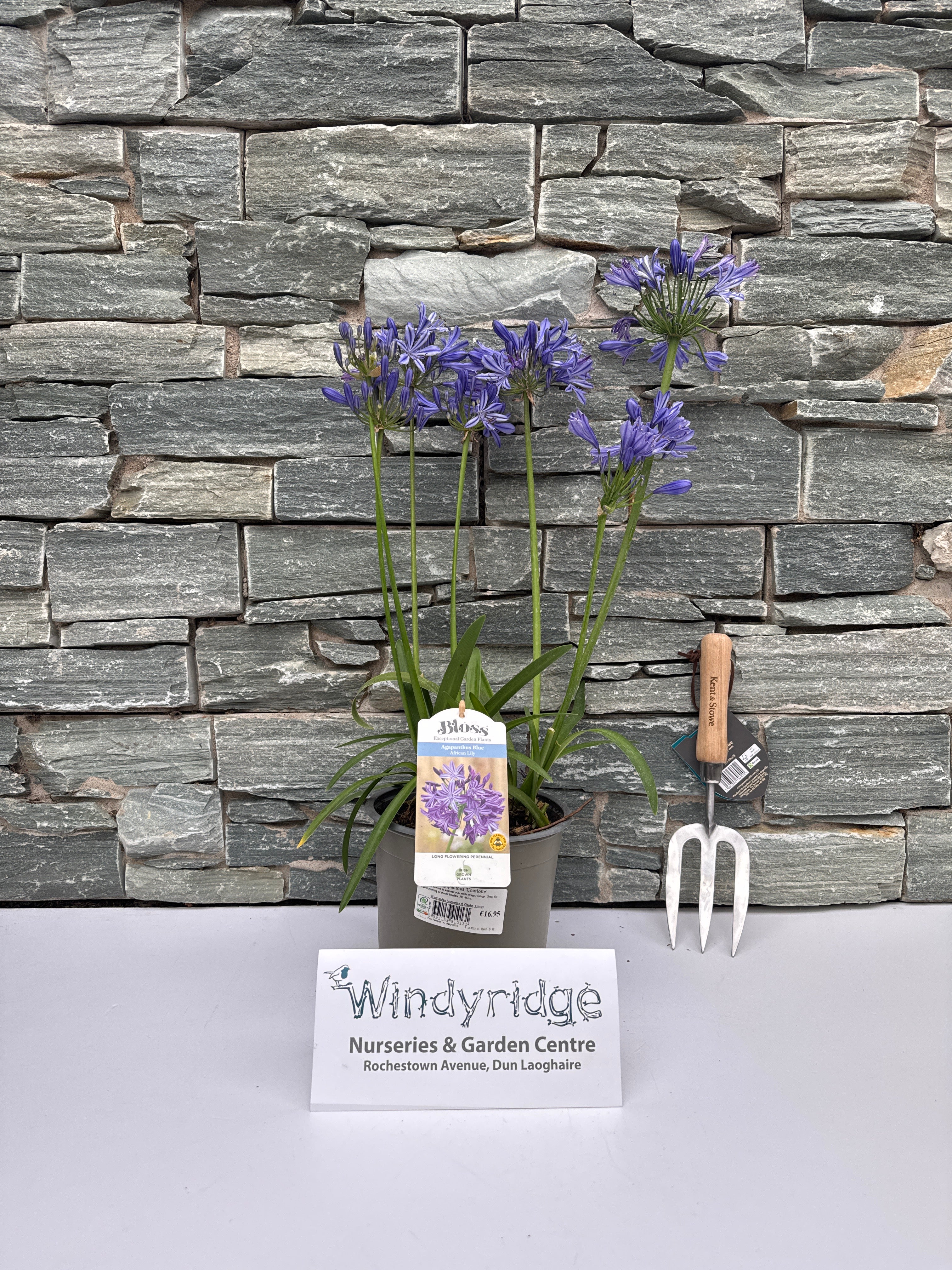 Agapanthus Charlotte - Image 4