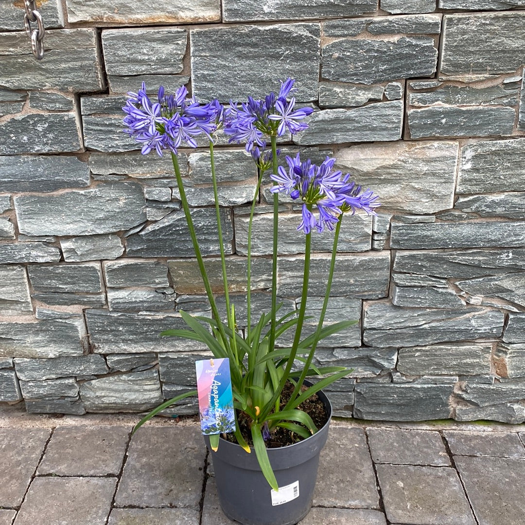 Agapanthus Charlotte - Image 2