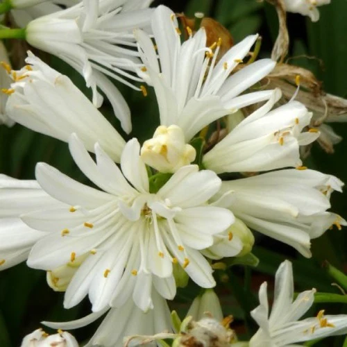 Agapanthus Double Diamond - Image 3