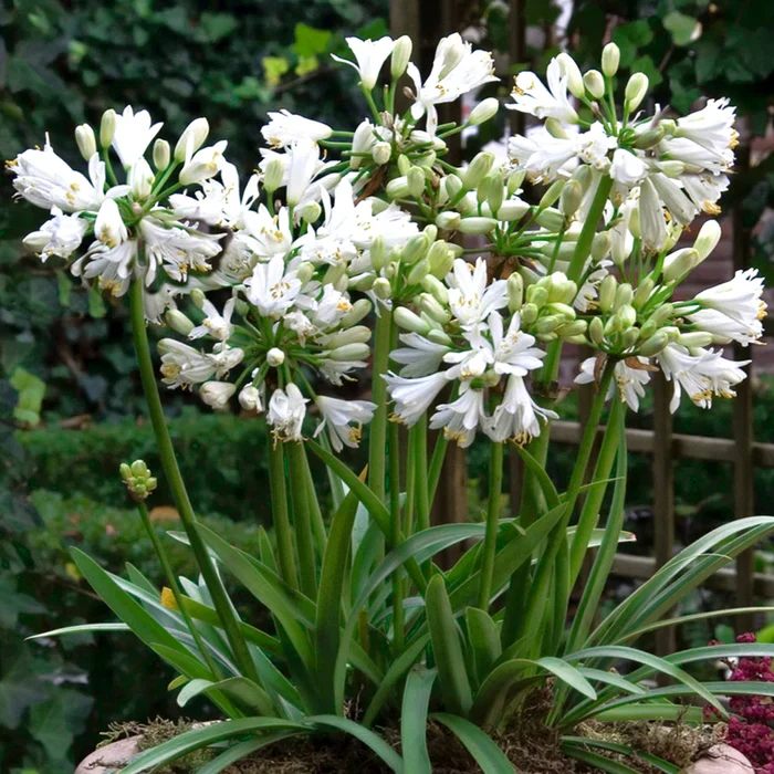 Agapanthus Double Diamond - Image 4