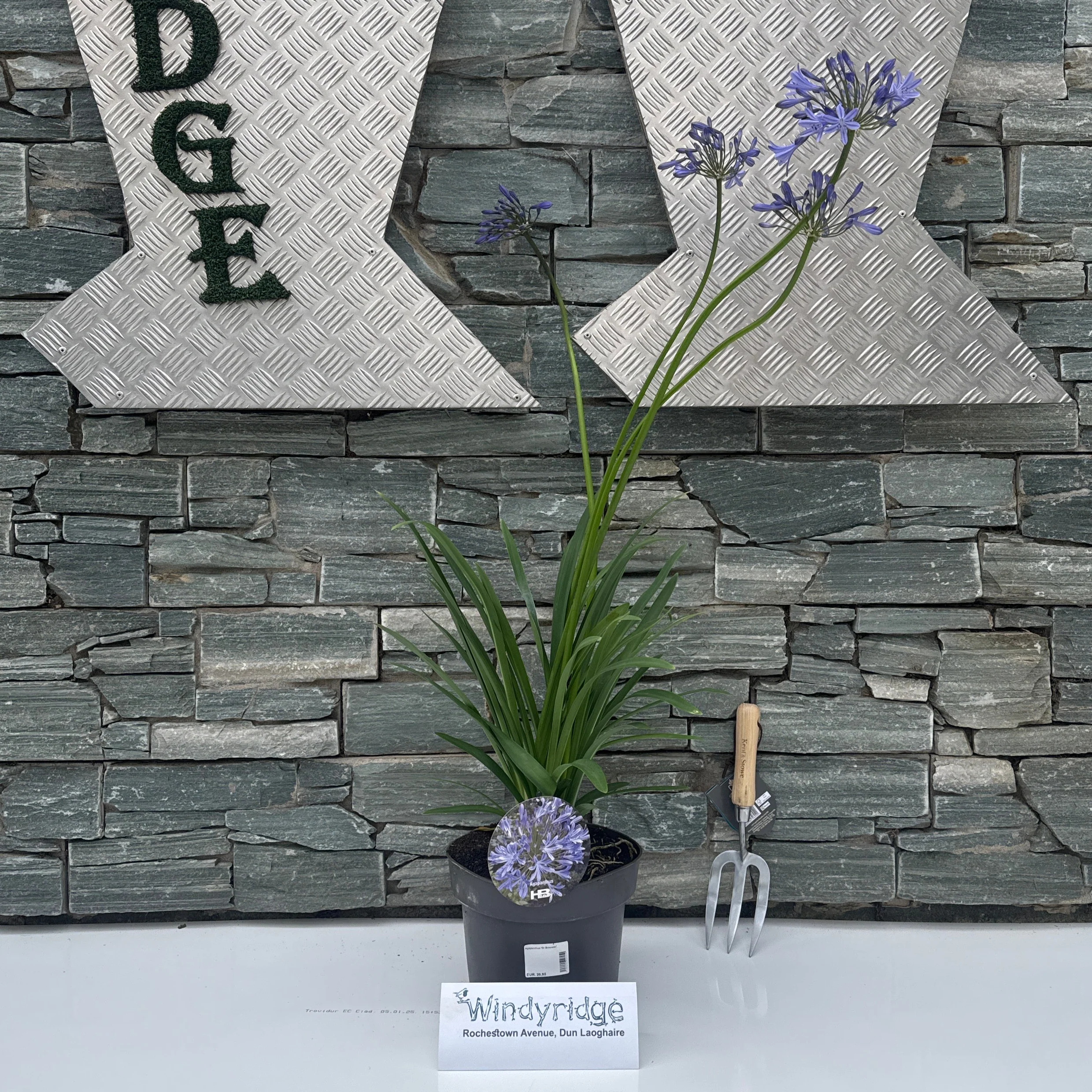 Agapanthus Dr Brouwer - Image 2