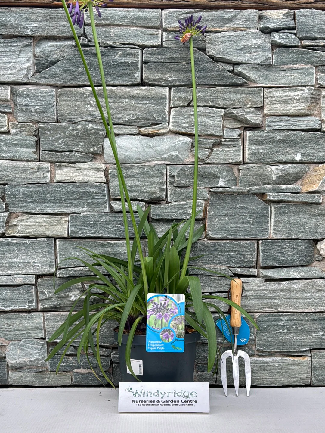 Agapanthus Everpanthus PoppinPurple - Image 2
