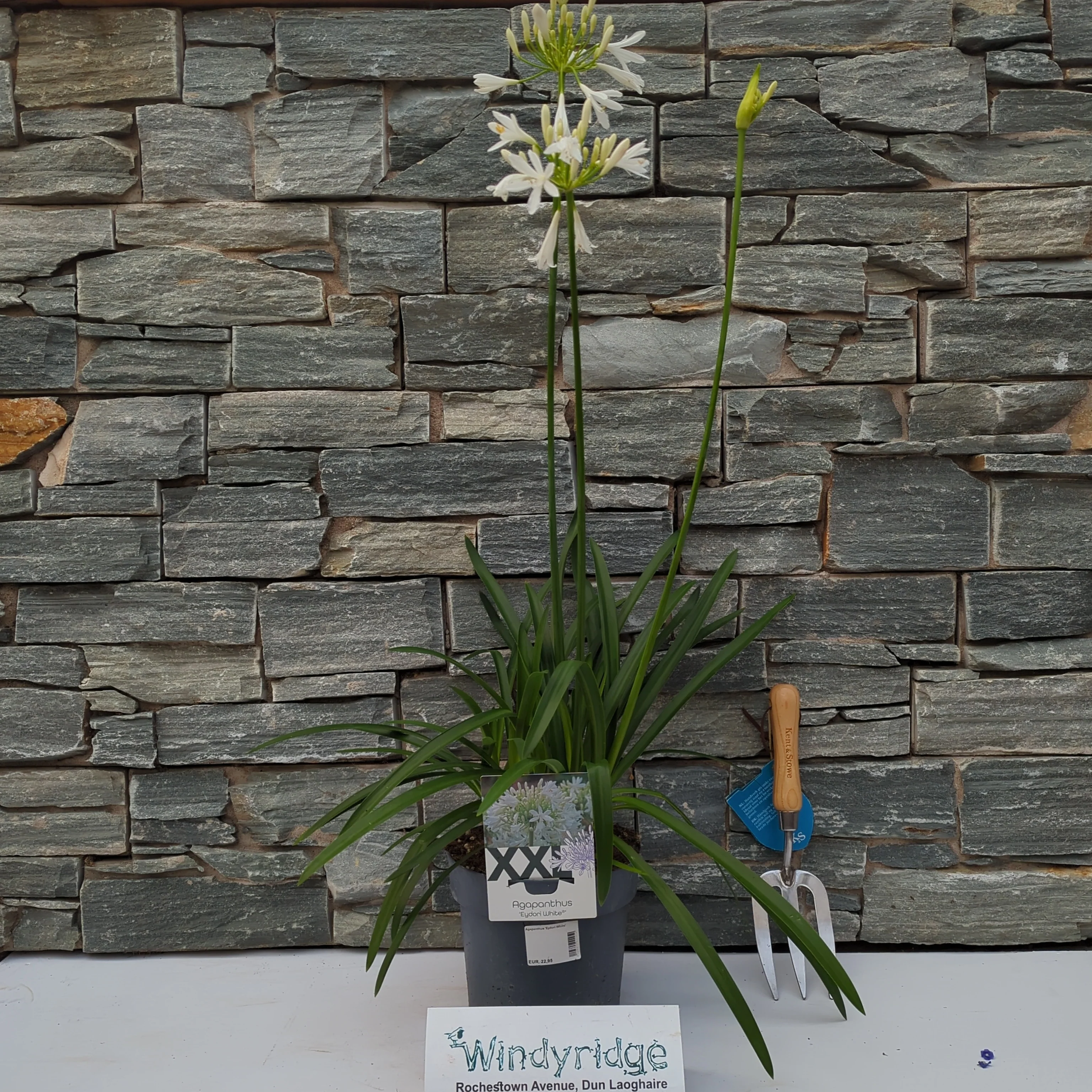 Agapanthus Eydori White - Image 2