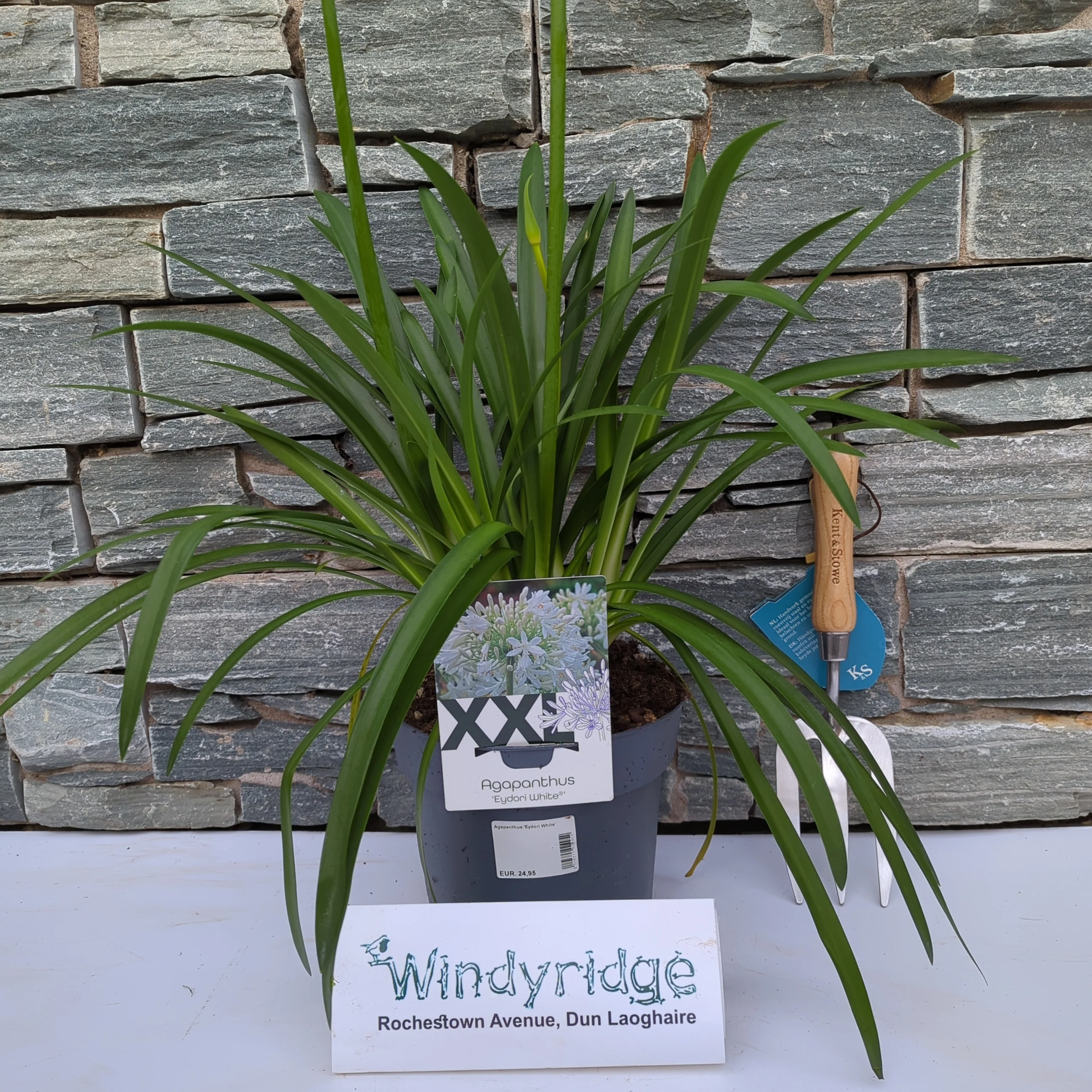 Agapanthus Eydori White - Image 2