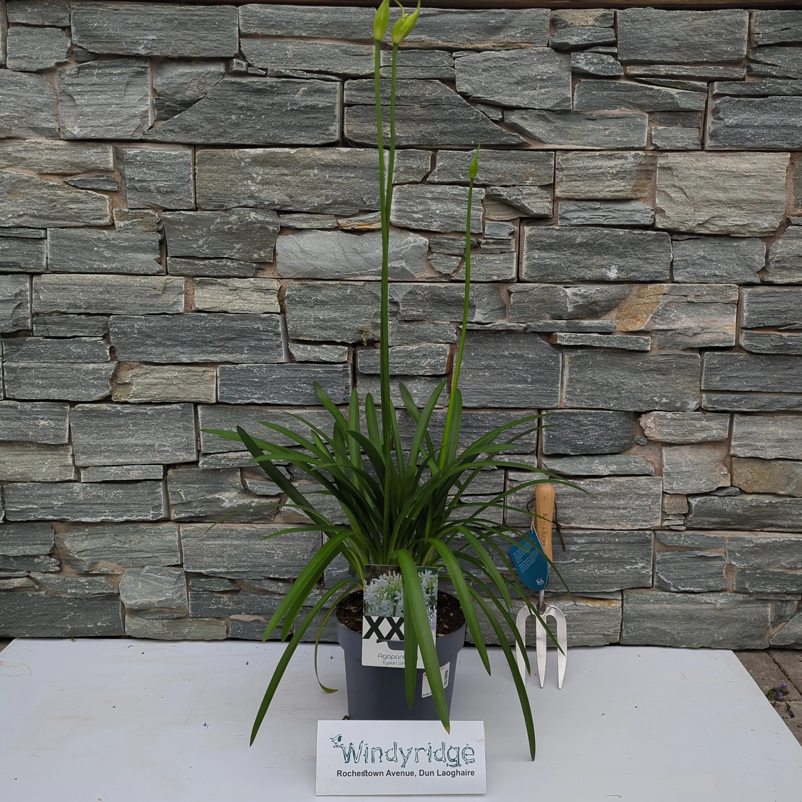 Agapanthus Eydori White - Image 3