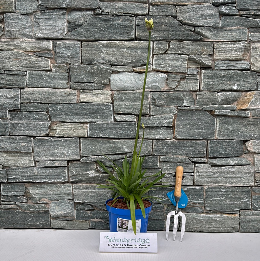 AGAPANTHUS Fireworks - Image 2