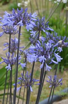 AGAPANTHUS GRAPHITE BLUE