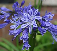 Agapanthus Moonlight StarÂ®