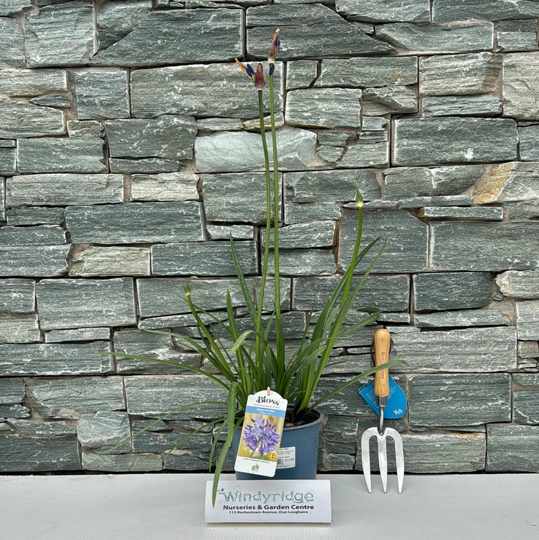 Agapanthus Northern Star - Image 2