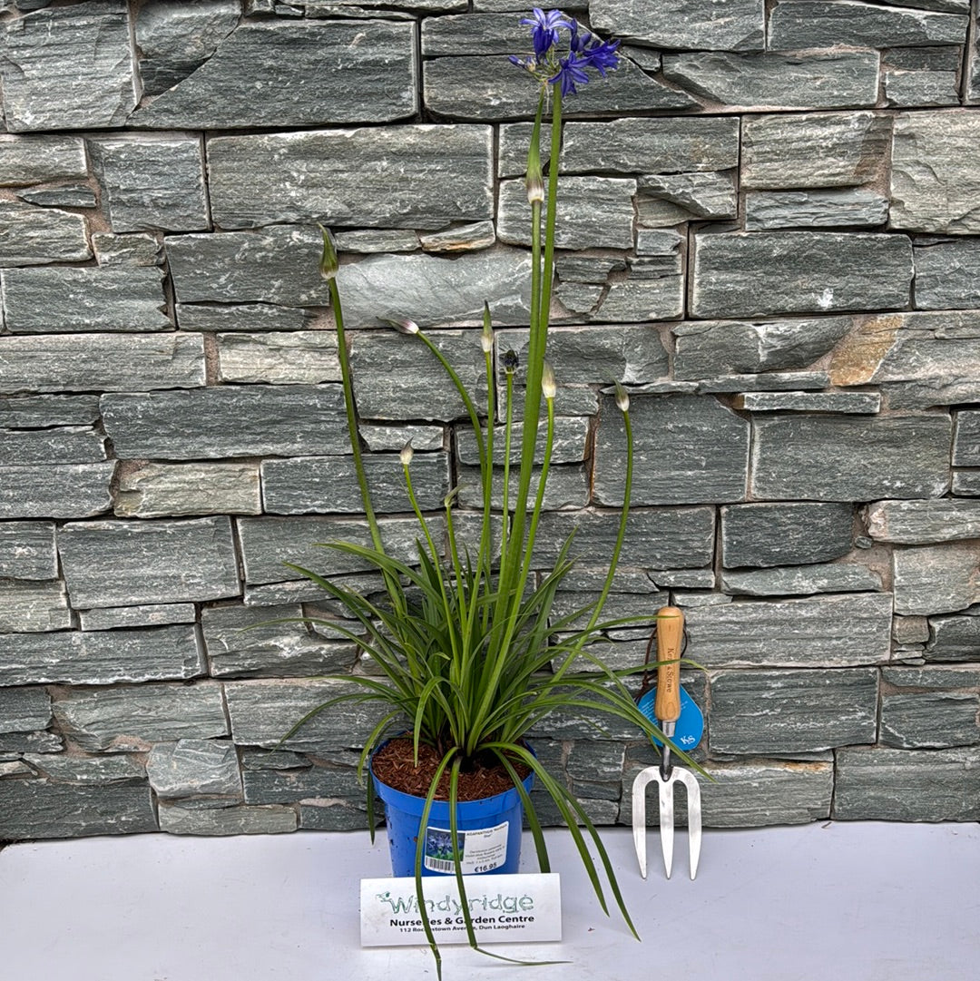 AGAPANTHUS Northern Star - Image 2