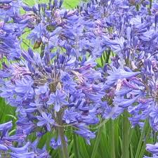 AGAPANTHUS Peter Pan