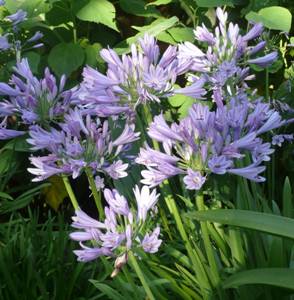AGAPANTHUS PITCHOUNE BLUE