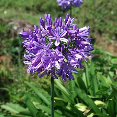 AGAPANTHUS Poppin Purple - Image 2