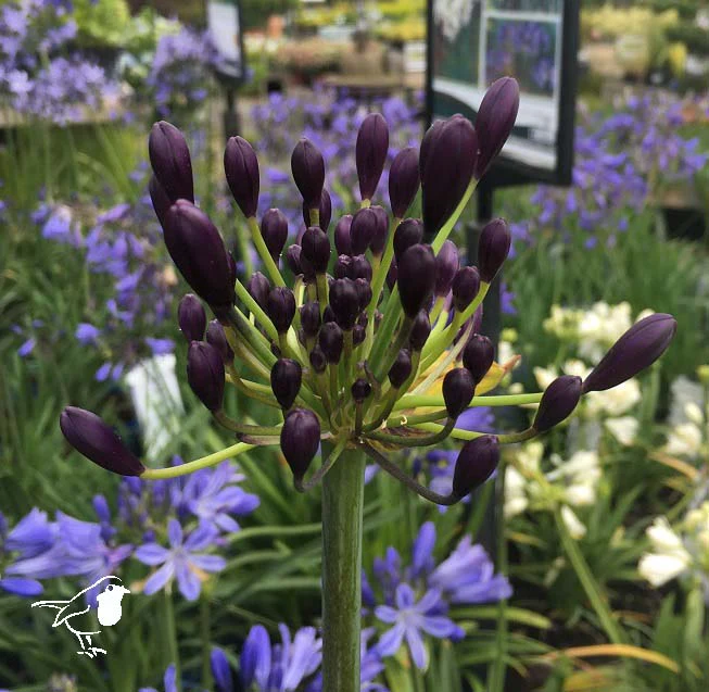 AGAPANTHUS Poppin Purple - Image 3