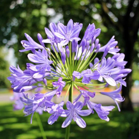 Agapanthus Poppin Purple - Image 2
