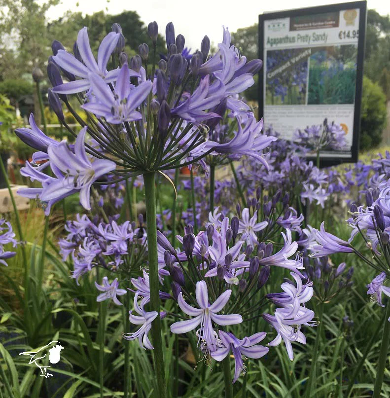 AGAPANTHUS Pretty Sandy