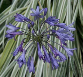 AGAPANTHUS Silvermoon