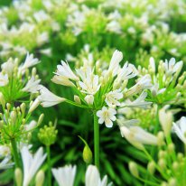 Agapanthus Snow Storm