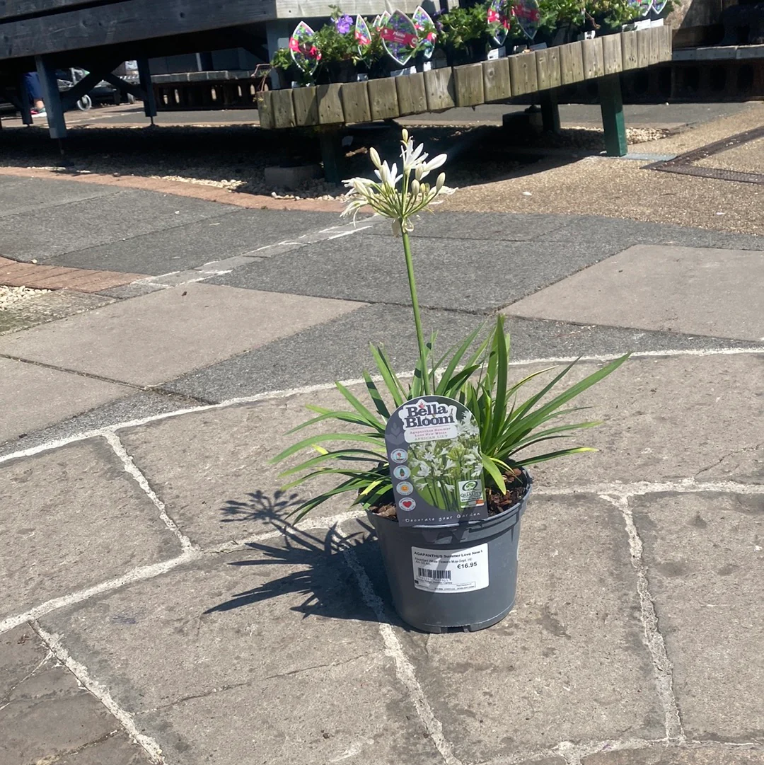 AGAPANTHUS Summer Love New White - Image 2