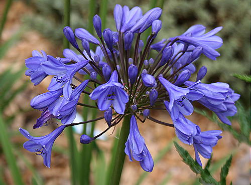 Agapanthus Tom Thumb