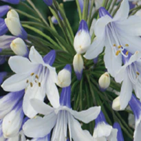 AGAPANTHUS Twister
